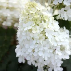 Bobo® Hydrangea Shrub -Garden-Plants Bobo Hyrangea 5