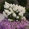 Bobo® Hydrangea Shrub -Garden-Plants Bobo Hyrangea FGT 600x600 a1117035 708e 4496 a466 af90cb6dead9