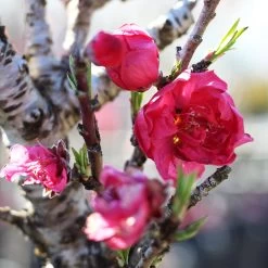 Bonanza Patio Peach Tree -Garden-Plants Bonanza Peach tree 4 FGT