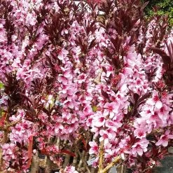 Bonfire Patio Peach Tree -Garden-Plants Bonfire Peach 3 FGT