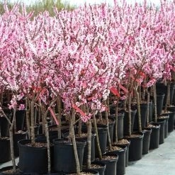 Bonfire Patio Peach Tree -Garden-Plants Bonfire Peach 4
