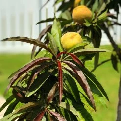 Bonfire Patio Peach Tree -Garden-Plants Bonfire Peach 7 FGT
