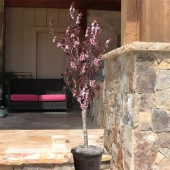 Bonfire Patio Peach Tree -Garden-Plants Bonfire Peach 9