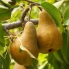 Bosc Pear Tree -Garden-Plants Bosc pears 600x600 FGT f3cdc24f 4ee7 4db4 8f17 fc904cf59cd5