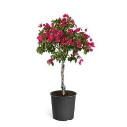 Barbara Karst Bougainvillea -Garden-Plants Bougainvillea Barbera Karst Tree 46e6ff16 c20a 427c 82cd c6d7d103fd68
