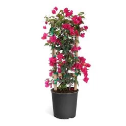 Barbara Karst Bougainvillea -Garden-Plants Bougainvillea Barbera Karst Trellis c50b3fdc 836a 4431 b642 46324d3f2616
