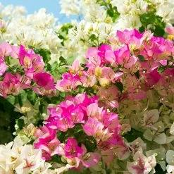 Bi-Color Bougainvillea Tree -Garden-Plants Bougainvillea Braided 1