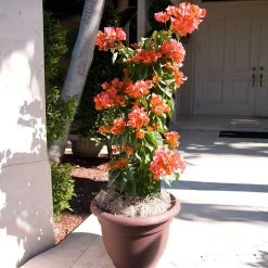 Sundown Orange Bougainvillea -Garden-Plants Bougainvillea Sundown 4