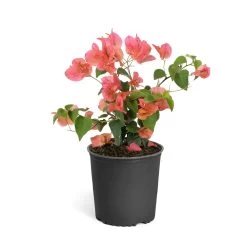 Sundown Orange Bougainvillea -Garden-Plants Bougainvillea Sundown 6qt