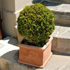 Titan Boxwood Shrub -Garden-Plants Boxwood Titan 6