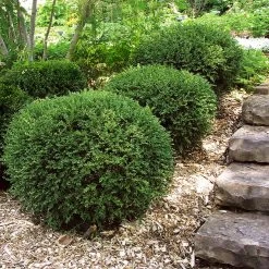 Wintergreen Boxwood Shrub -Garden-Plants Boxwood Wintergreen 2