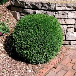 Wintergreen Boxwood Shrub -Garden-Plants Boxwood Wintergreen 3