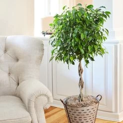 Braided Benjamina Ficus Tree -Garden-Plants Braided Benjamina ficus FBB 2