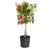 Bi-Color Bougainvillea Tree -Garden-Plants Braided BiColor Bougainvillea