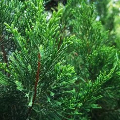 Brodie Eastern Red Cedar Tree -Garden-Plants Broadie Eastern Red Cedar 1 FGT