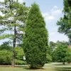 Brodie Eastern Red Cedar Tree -Garden-Plants Broadie Eastern Red Cedar FGT 600x600 ebc0e218 8a8b 4127 a8e6 f6b95e60613a