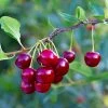 Brooks Cherry Tree -Garden-Plants Brooks Cherry Tree FGT 600x600 c14f7662 057d 4ad8 bdf3 163b62195ec3