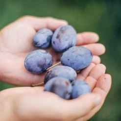 Brooks Plum Tree 10 Brooks Plum Tree -Garden-Plants Brooks Plum 3