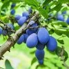 Brooks Plum Tree -Garden-Plants Brooks Plum 600x600 dbabda0f fd58 4a5e 853b c051820ba0d6