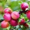 Bubblegum 'Toka' Plum Tree -Garden-Plants Bubblegum Toka Plum 600x600 3fd2eab2 a788 4765 814b 781f19339254