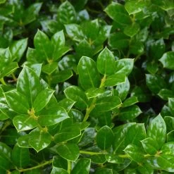 Dwarf Burford Holly Shrub -Garden-Plants Burford Holly FGT