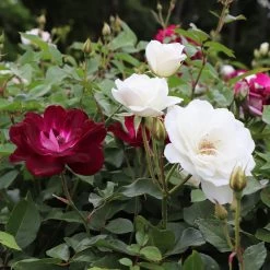 Burgundy Iceberg And Iceberg Two-fer® Rose Tree -Garden-Plants Burgandy Iceburg ROse Tree 1