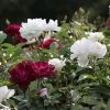 Burgundy Iceberg And Iceberg Two-fer® Rose Tree -Garden-Plants Burgandy Iceburg ROse Tree 600x600 7408cf92 533a 4304 9224 4b16542c1c73