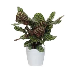 Calathea Medallion 10 Calathea Medallion -Garden-Plants CAL MAK.6 whitedelilah eac6091a ef9a 4926 aef9 751ea086d1f3