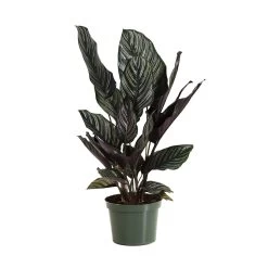 Calathea Ornata -Garden-Plants CAL ORN