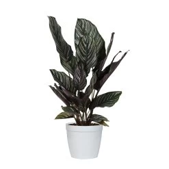 Calathea Ornata -Garden-Plants CAL ORN.6 whitedelilah