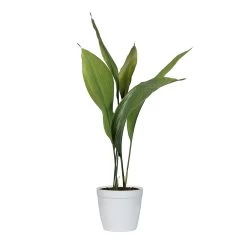 Cast Iron Plant -Garden-Plants CAS PLA1 delilah white