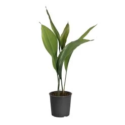 Cast Iron Plant -Garden-Plants CAS PLA1 standard pot