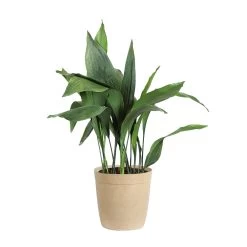 Cast Iron Plant -Garden-Plants CAS PLA3 delilah beige