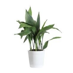 Cast Iron Plant -Garden-Plants CAS PLA3 delilah white