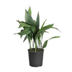 Cast Iron Plant -Garden-Plants CAS PLA3 standardpot