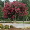 Cherokee Crape Myrtle -Garden-Plants CHEROKEE CRAPE MYRTLE 350 THUMBNAIL FGT