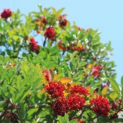 Chindo Sweet Viburnum Shrub -Garden-Plants CHindo Viburnum 1