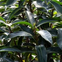 Chindo Sweet Viburnum Shrub -Garden-Plants CHindo Viburnum 3