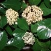Chindo Sweet Viburnum Shrub -Garden-Plants CHindo Viburnum 600x600 314dca2a 104d 46fa 8ff4 997bc28d247f