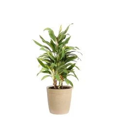 Hawaiian Ti Plant 'Rising Sun' 16 Hawaiian Ti Plant 'Rising Sun' -Garden-Plants COR SUN3 BEIGEDELILAH