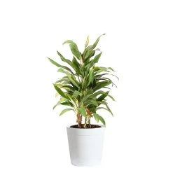 Hawaiian Ti Plant 'Rising Sun' 15 Hawaiian Ti Plant 'Rising Sun' -Garden-Plants COR SUN3 WHITEDELILAH