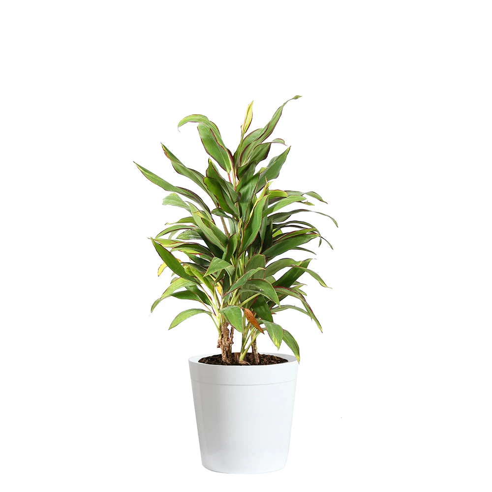 Hawaiian Ti Plant 'Rising Sun' 8 Hawaiian Ti Plant 'Rising Sun' - Image 6