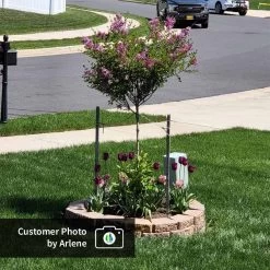 Dwarf Korean Lilac Tree -Garden-Plants CPB DwarfKoreanLilacTree Arlene ugc test