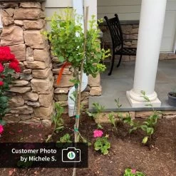 Dwarf Korean Lilac Tree -Garden-Plants CPB DwarfKoreanLilacTree MicheleS ugc test