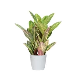 Croton 'Petra' Plant -Garden-Plants CRO PEN1 delilah white