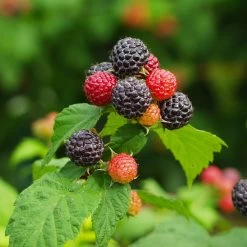 Cumberland Black Raspberry -Garden-Plants CUmberland Black RAspberry 1 FGT