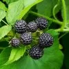 Cumberland Black Raspberry - USDA Organic 2 Cumberland Black Raspberry - USDA Organic -Garden-Plants CUmberland Black RAspberry FGT 600x600 f44fb0ec 58e7 4e5a 852b 12bec7d932ce