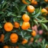 Calamondin Bush -Garden-Plants Calamondin2 Bush FGT 600x600 9e8d15f8 b498 4030 97e9 1ec6aaff2b96