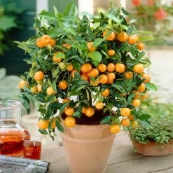 Calamondin Bush -Garden-Plants Calamondin Bush 1