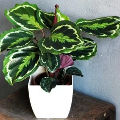 Calathea Medallion 9 Calathea Medallion -Garden-Plants Calathea Medalion 3
